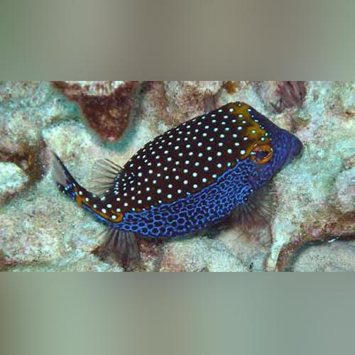 Blue Spotted Boxfish (Ostracion Meleagris)