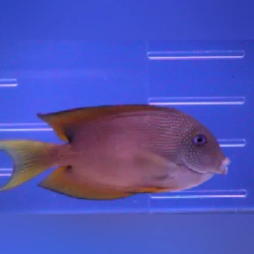 Blue Eyed Tang (Ctenochaetus Striatus)