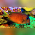 Blue Eyed Tang (Ctenochaetus Striatus)