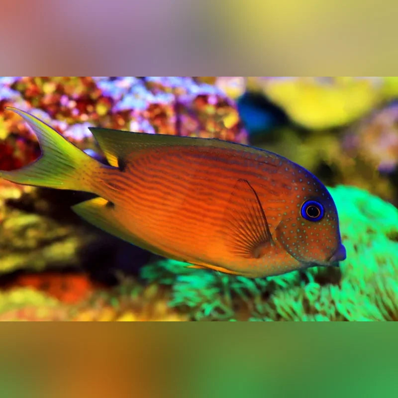 Blue Eyed Tang (Ctenochaetus Striatus)