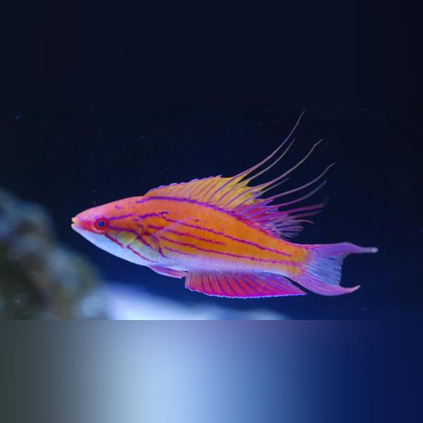 Blue Flasher Wrasse (Paracheilinus Cyaneus)