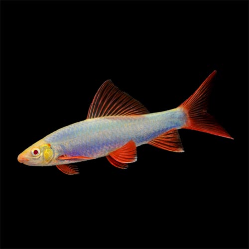 Blue Glo Shark (Epalzeorhynchus Frenatus)