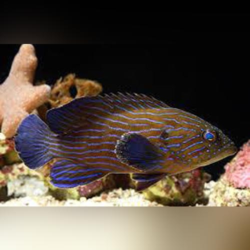 Blue Line Grouper (Cephalopholis Formosa)