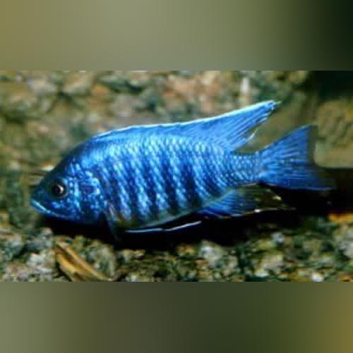 Blue Peacock Cichlid (Aulonocara Nyassae)