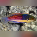 Blueside Fairy Wrasse (Cirrhilabrus Cyanopleura)