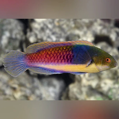 Blueside Fairy Wrasse (Cirrhilabrus Cyanopleura)