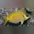 Blue Spotted Rabbitfish (Siganus Corallinus)