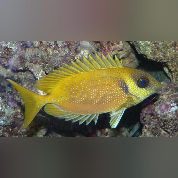 Blue Spotted Rabbitfish (Siganus Corallinus)