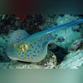 Blue Spotted Stingray (Taeniura Lymma)