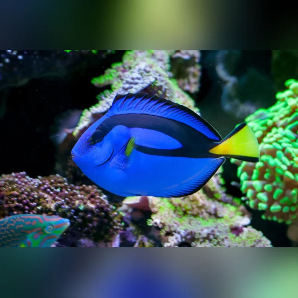 Blue Tang (Paracanthurus Hepatus)