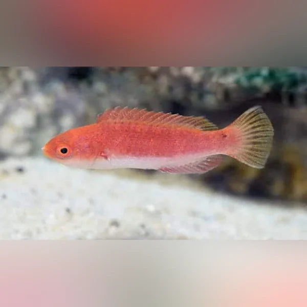 Blue Throat Fairy Wrasse (Cirrhilabrus Cyanogularis)
