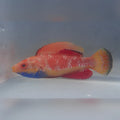 Blue Throat Fairy Wrasse (Cirrhilabrus Cyanogularis)