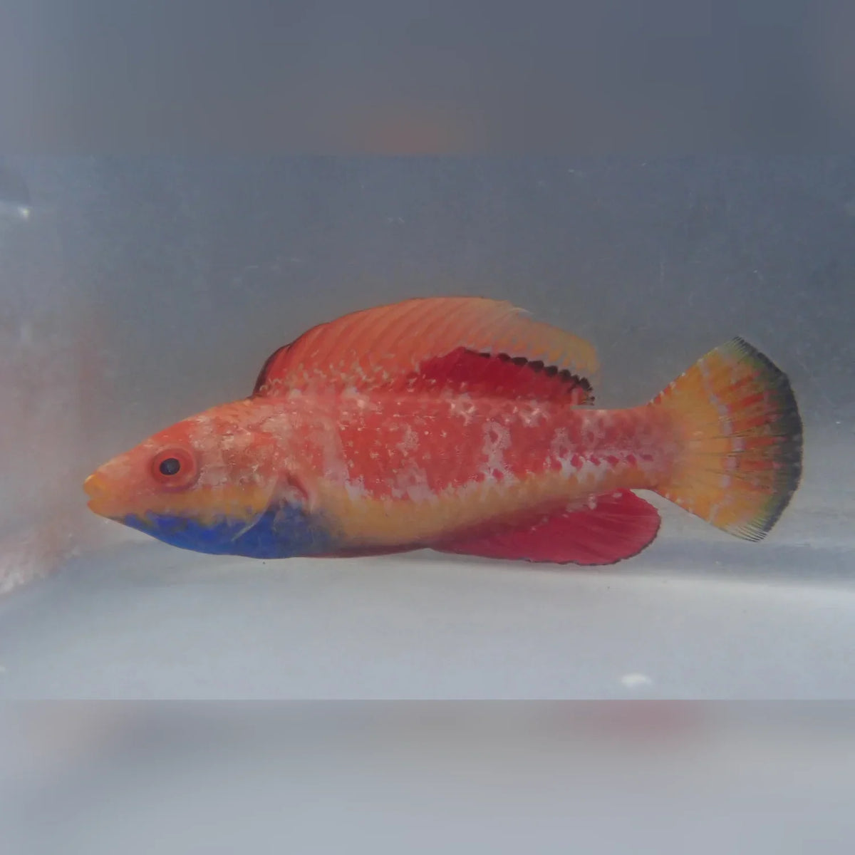 Blue Throat Fairy Wrasse (Cirrhilabrus Cyanogularis)