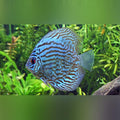 Blue Turquoise Discus (Symphysodon Aequifasciatus)