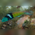 Bluehead Wrasse (Thalassoma Bifasciatum)