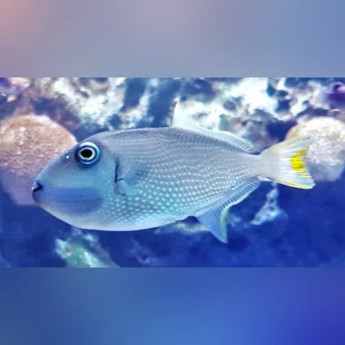 Bluejaw Triggerfish (Xanthichthys Auromarginatus)