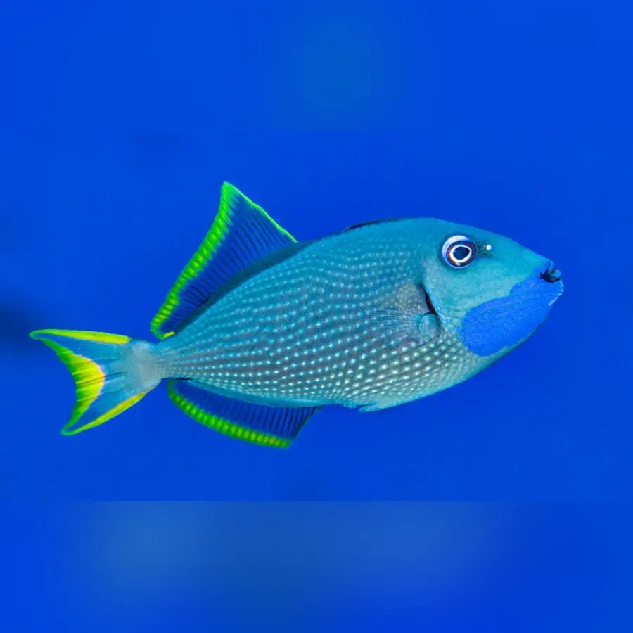 Bluejaw Triggerfish (Xanthichthys Auromarginatus)