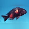 Bulu Point Tropheus Cichlid (Tropheus Moorii Bulu Point)