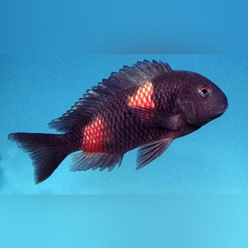 Bulu Point Tropheus Cichlid (Tropheus Moorii Bulu Point)