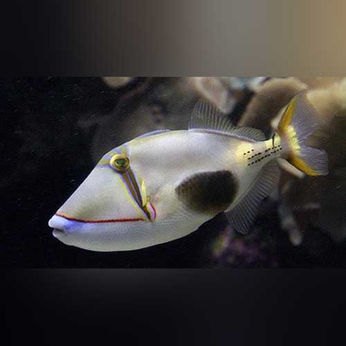 Bursa Triggerfish (Rhinecanthus Verrucosus)