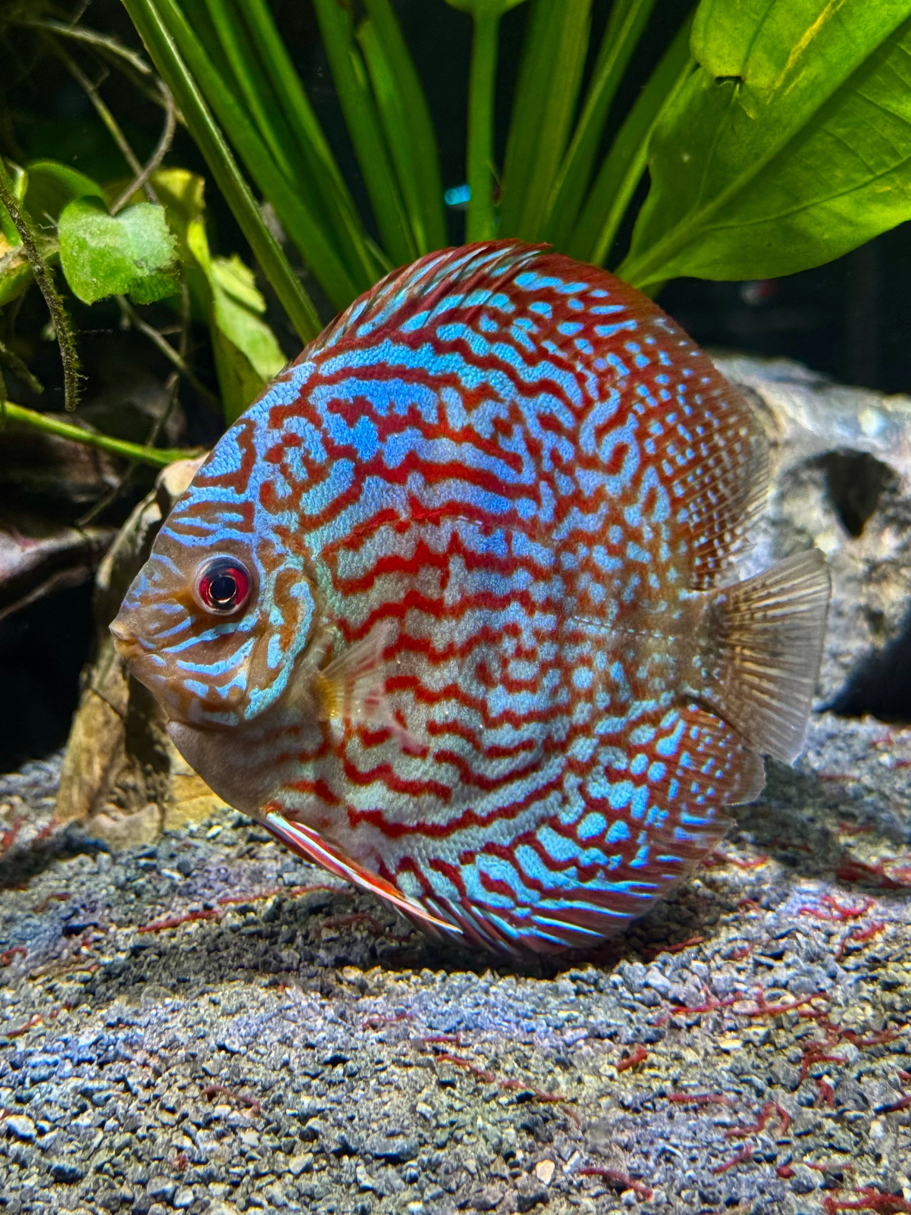 LEOPARD SNAKESKIN DISCUS