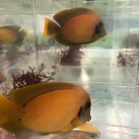 Chocolate-Yellow Mimic Tang (Acanthurus Pyroferus)