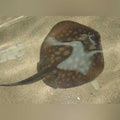 California Stingray (Urobatis Halleri)