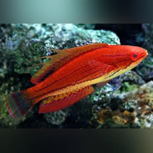 Carpenter's Flasher Wrasse (Paracheilinus Carpenteri)
