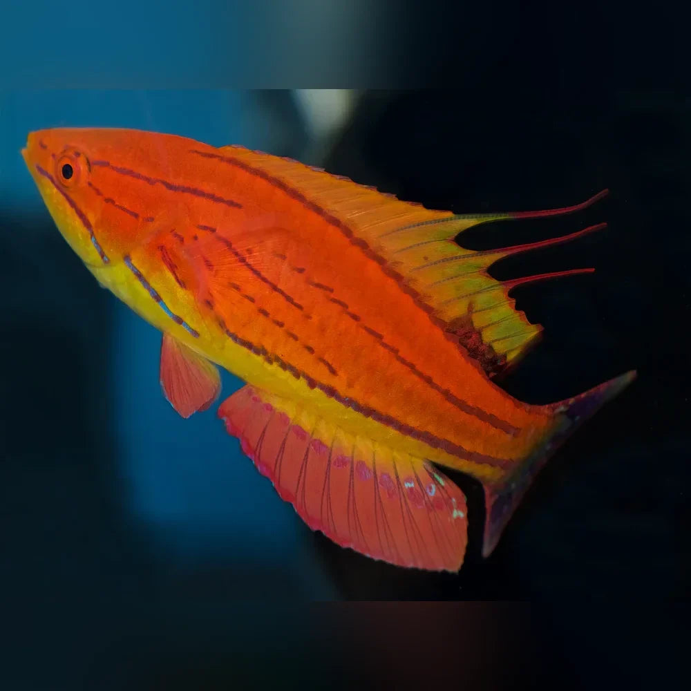 Carpenter's Flasher Wrasse (Paracheilinus Carpenteri)