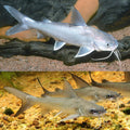 Salmon catfish