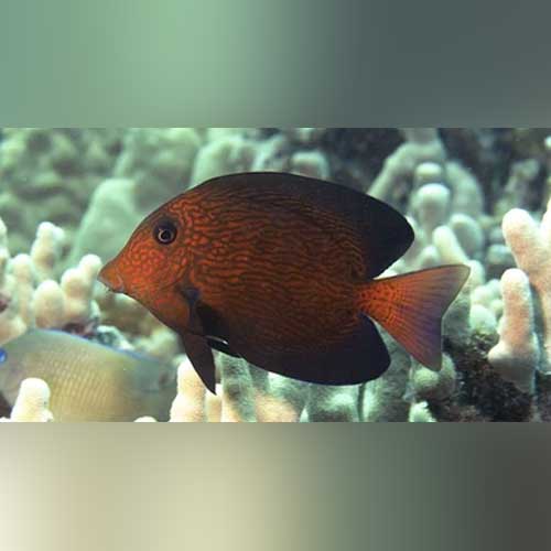 Chevron Tang (Ctenochaetus Hawaiiensis)