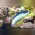 China Wrasse (Anampses Neoguinaicus)