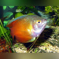 Red Flame Dwarf Gourami (Calisa Lalia)