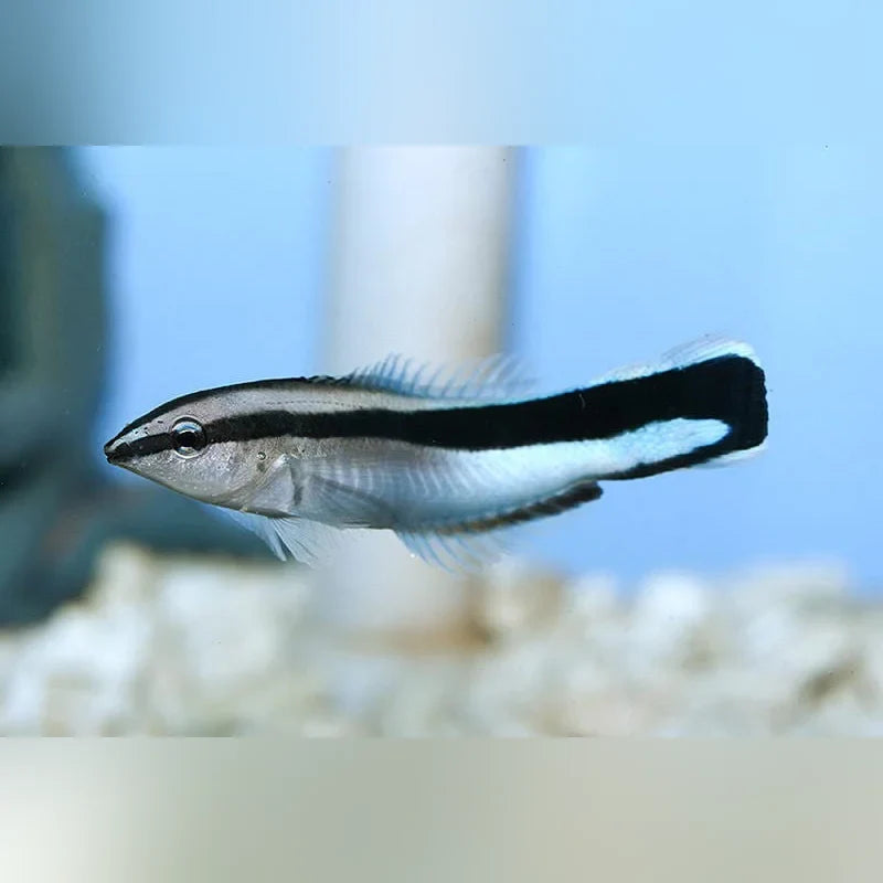 Cleaner Wrasse (Labroides Dimidiatus)