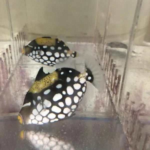 Clown Triggerfish (Balistoides Conspicillum)