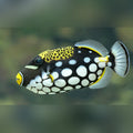 Clown Triggerfish (Balistoides Conspicillum)