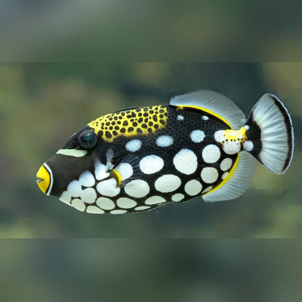 Clown Triggerfish (Balistoides Conspicillum)
