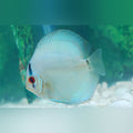 Cobalt Discus (Symphysodon Aequifasciatus)