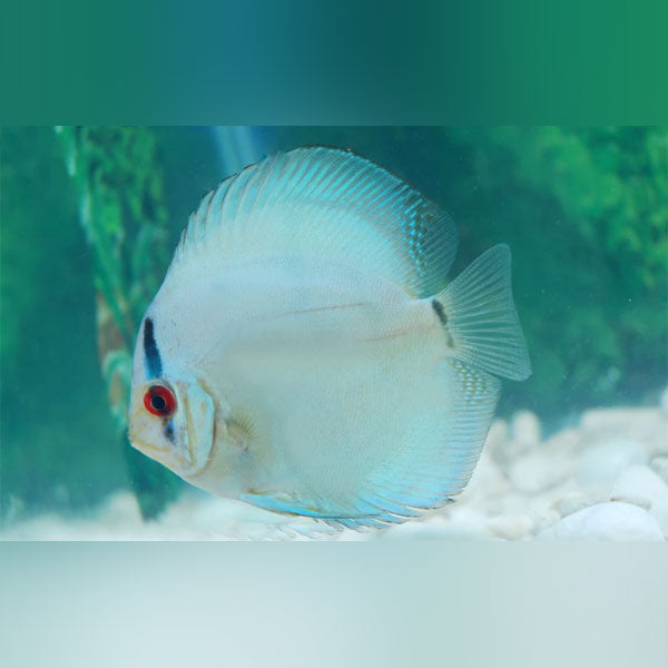 Cobalt Discus (Symphysodon Aequifasciatus)