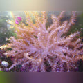 Colt Coral (Cladiella Sp.)