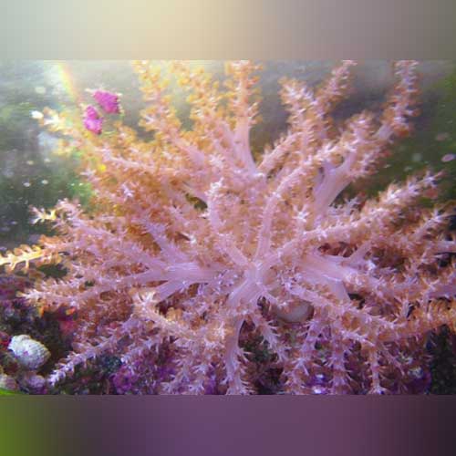 Colt Coral (Cladiella Sp.)