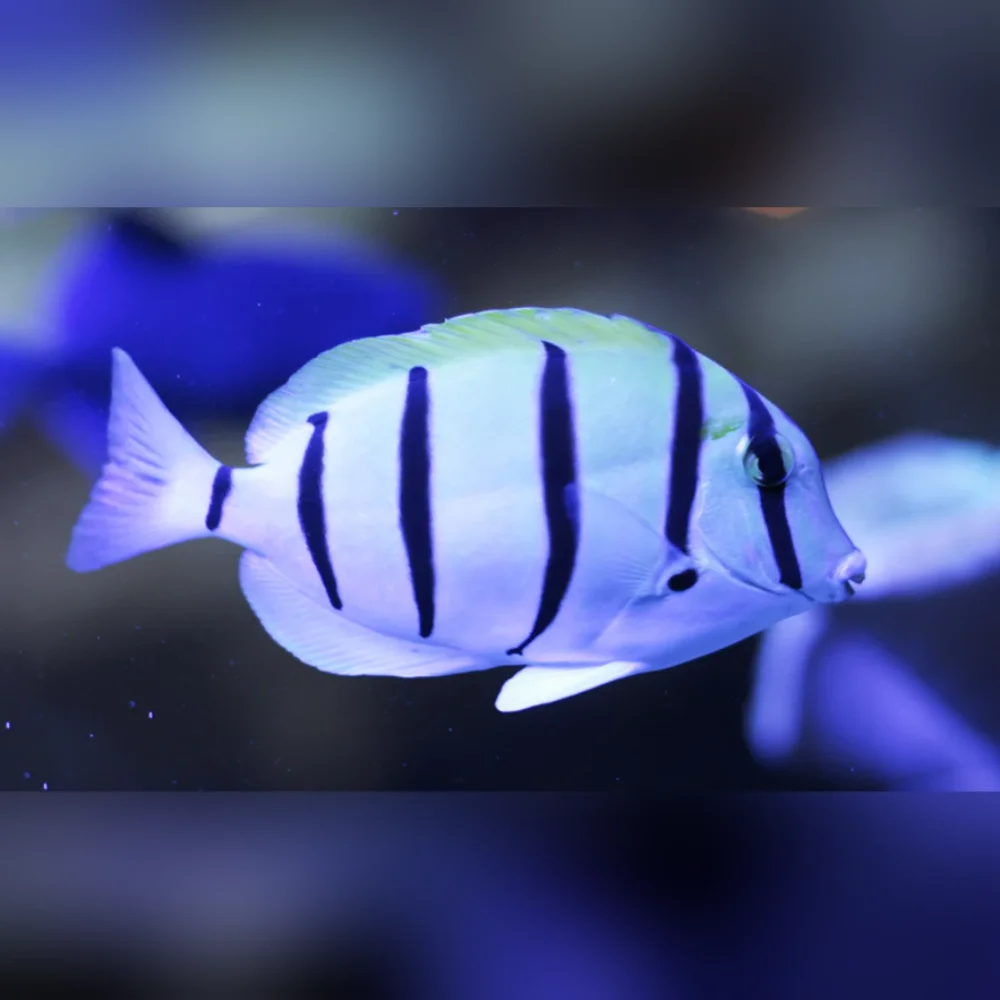 Convict Tang (Acanthurus Triostegus)
