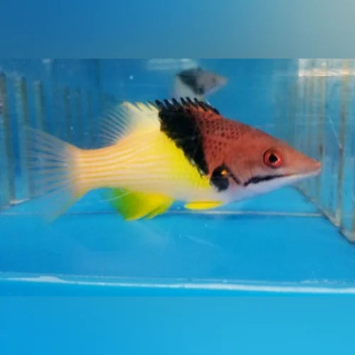 Coral Hogfish (Bodianus Mesothorax)