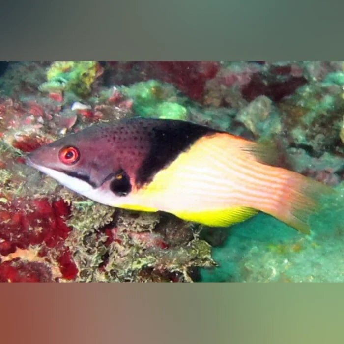 Coral Hogfish (Bodianus Mesothorax)