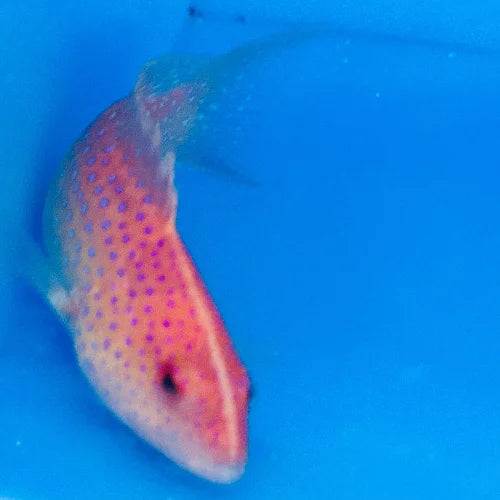 Red Louti Grouper (Variola Louti)