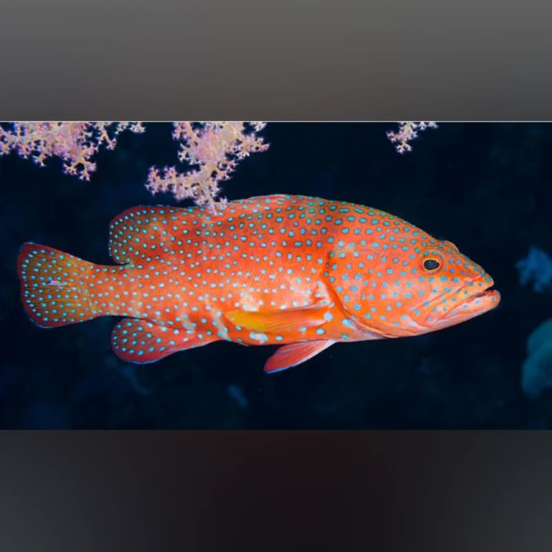 Red Louti Grouper (Variola Louti)