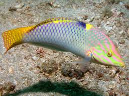 Marble Wrasse (Halichoeres Hortulanus)