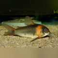 Orange Eques Cory (Corydoras Eques)