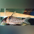 Agassizi Cory (Corydoras Agassizii)