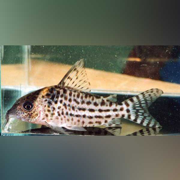 Agassizi Cory (Corydoras Agassizii)